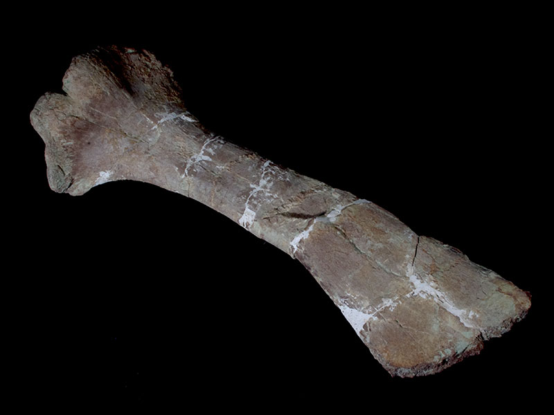 Sussex Geodiversity Partnership: Treasures of the Booth Museum